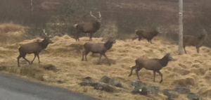 The stag party coming down off the moor for feeding! Who needs the internet!
